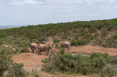 Afrika 'daki su birikintisinden su içen vahşi filler.
