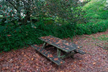 Tahta bank ve sonbahar yapraklarıyla kaplı bir masa.