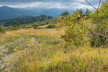 Summer countryside scene with path and dogrose bush