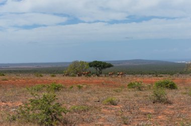 Afrika 'da vahşi kırmızı antilop sürüleri otluyor.