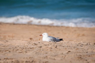 Silver gull sitting in the sand with ocean on the background