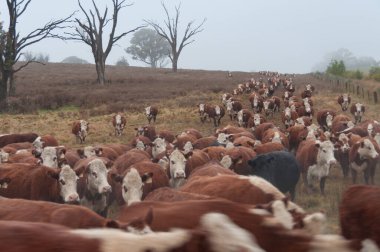 Running hereford cows. Cattle farm scene - moving stock to pastu