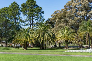 Güneşli bir günde palmiye ağaçları ve okaliptüs ağaçları