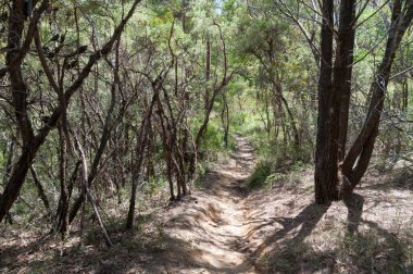 Çalılıkların arasında yürüyüş yapan patika.