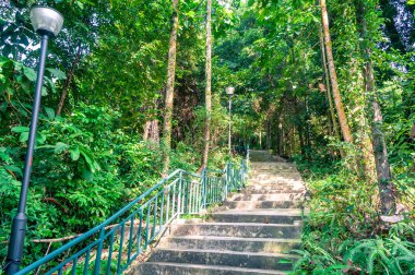 Stairs in tropical park with green lush trees on sunny day