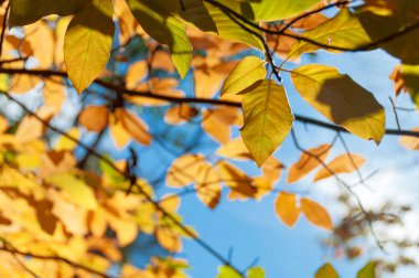 Autumn nature background with bright yellow leaves