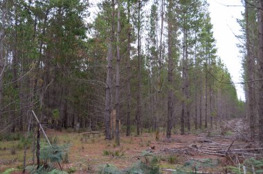 Logging in a forest. Deforestation, forestry industry background