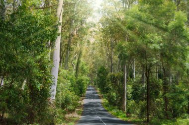 Asphalt road in the forest with sun shining through branches