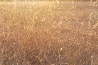Dry grass spikelets moving on the wind at sunset