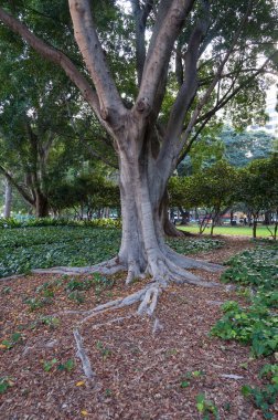 Eucalyptus tree with a textured trunk and long roots in an urban