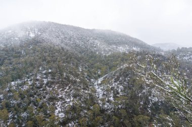 Dağlarda okaliptüs ormanıyla kaplı kar yağışı