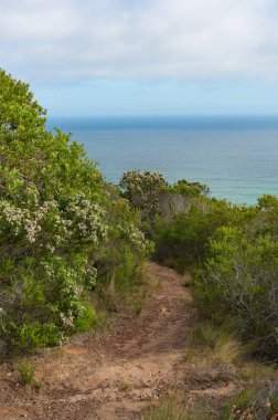 Hiking trail through fynbos with ocean view