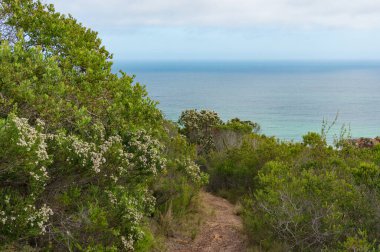 Hiking trail through fynbos with ocean view