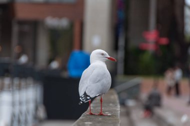 Seagull standing on a fence with city view on the background
