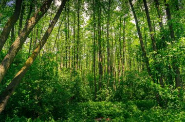 Tranquil nature scene with green summer forest