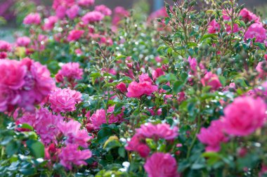 Lush rose bush with many pink rose flowers in full bloom