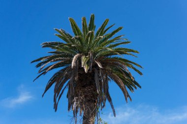 Arka planda mavi gökyüzüne karşı palmiye ağacı örtüsü