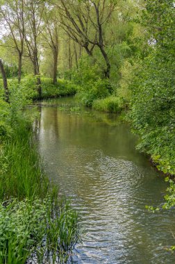 Yeşil yaz ormanlarında nehir olan doğa manzarası