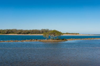 Mangrov ağacı ve mangrov ormanıyla kıyı manzarası 