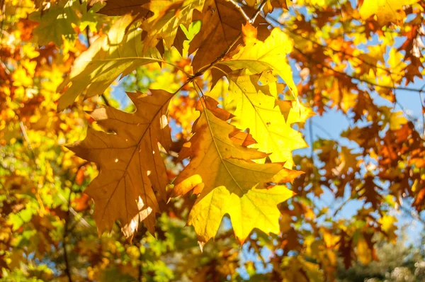 Lumineux jaune doré feuilles d'automne fond nature — Photo