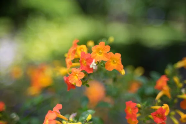 Närbild av små orange röda blommor blommig bakgrund — Stockfoto