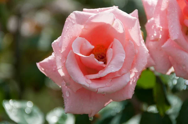 Ярко-розовый цветок розы в полном расцвете крупным планом на цветочном фоне — стоковое фото