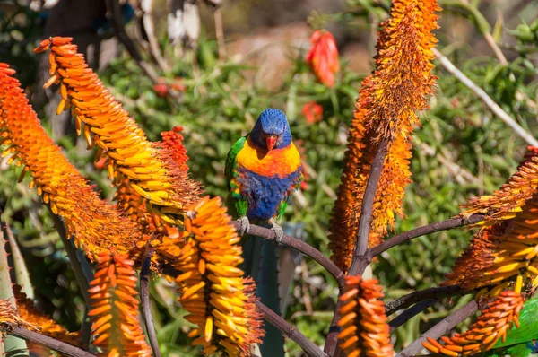 Rainbow lorikeet Australian bird and bright aloe flowers — Stok fotoğraf