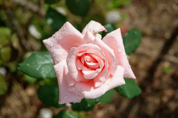 Розовая роза в солнечный день закрыть цветочный фон — стоковое фото