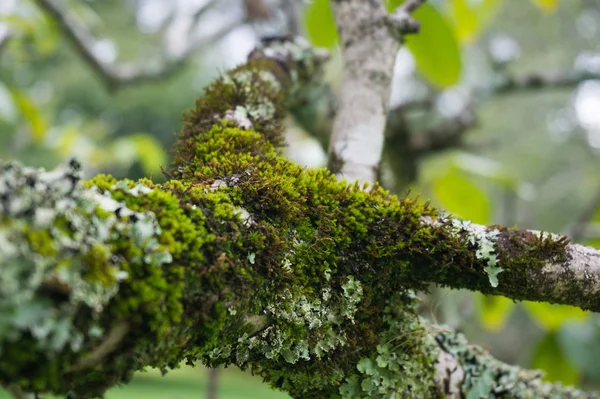 Primer plano de la corteza de la rama del árbol con plantas de musgo —  Fotos de Stock