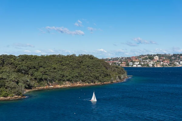 Biała żaglówka pływająca po porcie Sydney — Zdjęcie stockowe