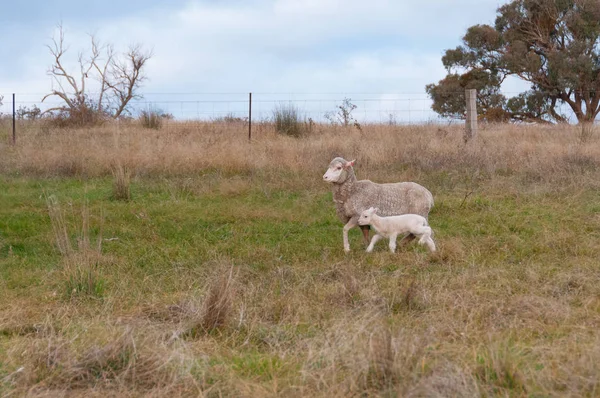 Mouton de brebis avec bébé agneau sur un enclos. Contexte des animaux d'élevage — Photo