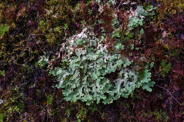 Nahaufnahme von grünen alpinen Flechten Pflanze Natur Textur Hintergrund — Stockfoto