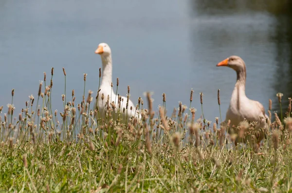 2羽の国内のガチョウの鳥池の近くの鳥 — ストック写真