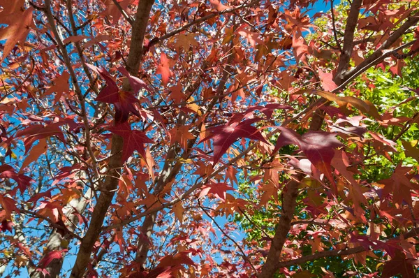 L'automne laisse derrière lui la nature. Feuillage d'automne coloré contre b — Photo