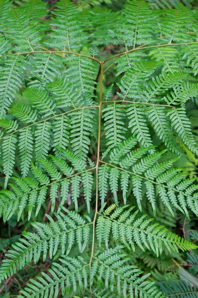 Grünes Farnblattmuster, Textur. Hintergrund Natur — Stockfoto