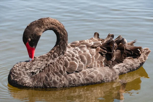 Black swan, Cygnus atratus wild bird relaxing on water — Stock Photo, Image