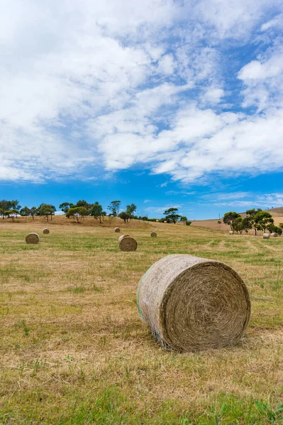 Agriculture landscape of a field with round straw bales — Stock Photo, Image