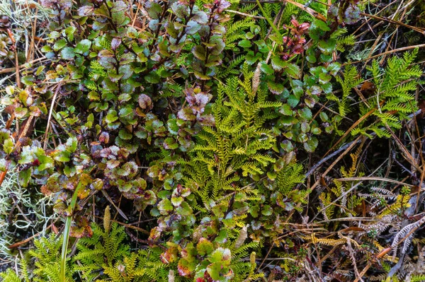 Альпийская растительность Небольшие растения текстура — стоковое фото