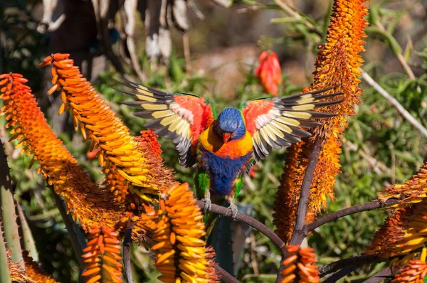 Rainbow lorikeet bird with wings spread open — Stok fotoğraf