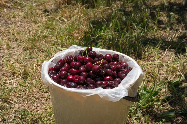 Fresh ripe cherries harvest in a bucket — Stock Photo, Image