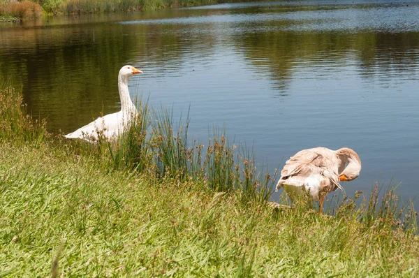 Two geese near the lake rural scene — Stock Photo, Image
