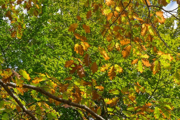 Feuilles d'automne colorées dans le parc. Contexte naturel — Photo