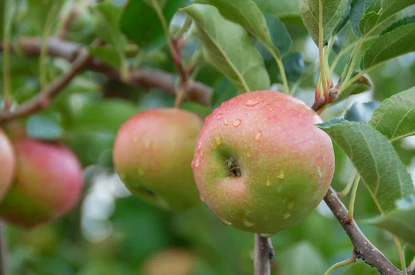 Alma egy fán. Rózsaszín hölgy alma lóg egy fán a gyümölcsösben — Stock Fotó