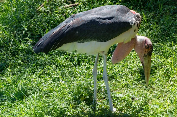 Grande uccello cicogna Marabù foraggiamento nell'erba verde — Foto Stock