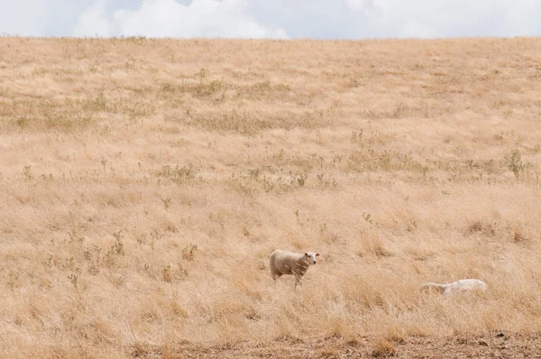 Moutons sur un enclos avec herbe jaune sèche — Photo
