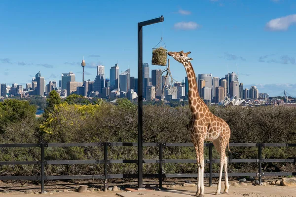 Girafa africana com paisagem urbana de Sydney e Sydney Opera House em — Fotografia de Stock