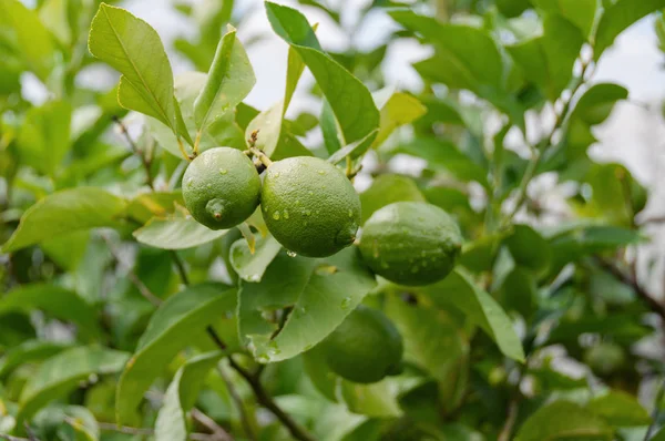 Limoni verdi, lime su un albero. Crescente background alimentare — Foto Stock