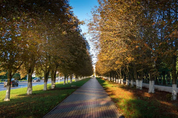 Callejón forrado de árboles de otoño foto, disminuyendo com perspectiva — Foto de Stock