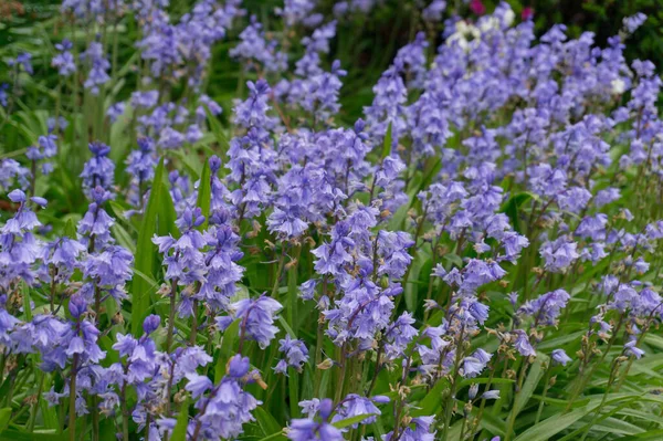 Primer plano de las flores de campana azul en el macizo de flores en el jardín — Foto de Stock