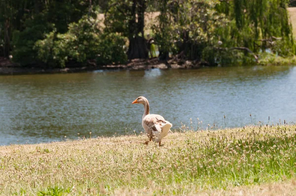 Grey goose walking the meadow towards pond — ストック写真